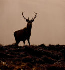 Red Deer Silhouette
